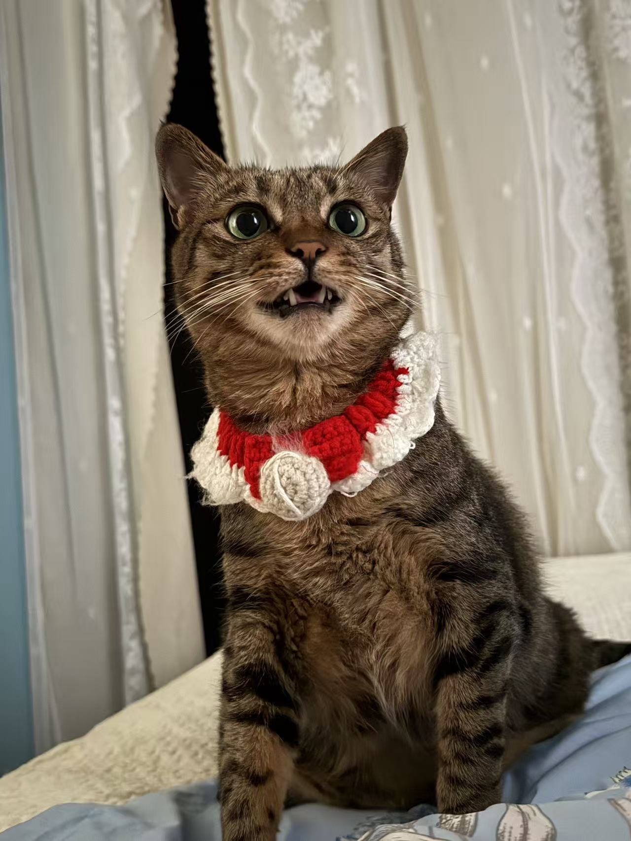 Handgemachter rot-weißer Katzen-Schal mit Blütenkragen und Schleife – Bild 2