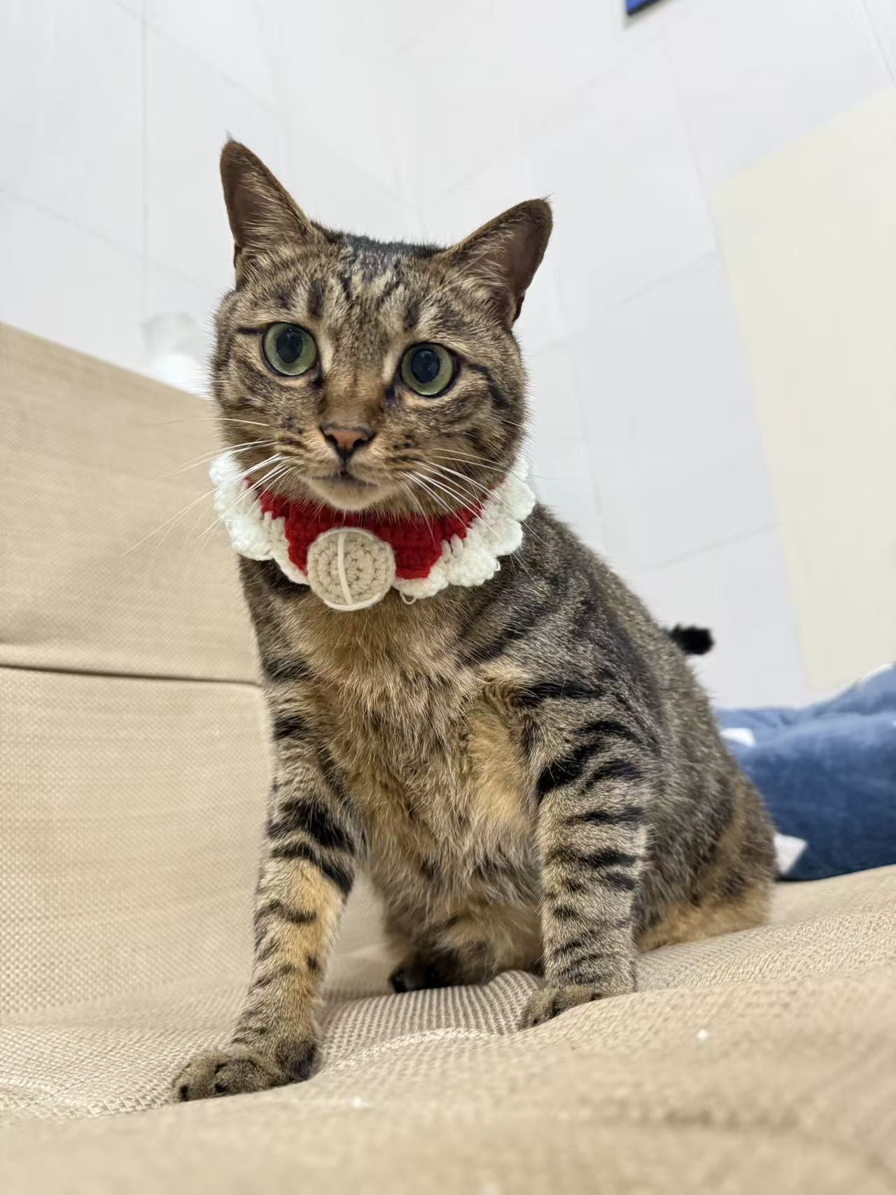 Handgemachter rot-weißer Katzen-Schal mit Blütenkragen und Schleife – Bild 3